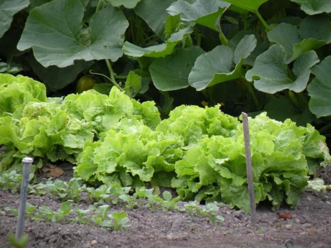  salade dans jardin potager